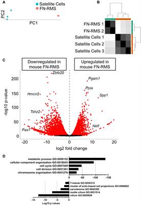 Upregulation of miR181a/miR212 Improves Myogenic Commitment in Murine Fusion-Negative Rhabdomyosarcoma